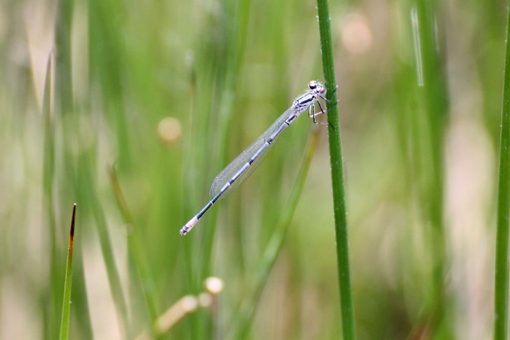 Tutte Coenagrion puella?